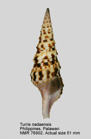 Turris nadaensis.jpg - Turris nadaensisAzuma,1973